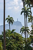 Corcovado and Palm trees, Rio de Janeiro Botanical Gardens, Brazil.