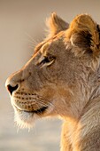African lion Panthera leo - Female, Kgalagadi Transfrontier Park, Kalahari desert, South Africa
