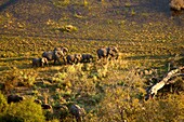 African Elephant (Loxodonta africana). Aerial View of the Okawango Delta, Botswana.