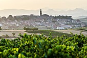 Briones village background and Vineyards of La Rioja, Spain
