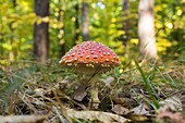 Toadstool or fly agaric mushroom
