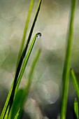 Dew drop clinging to a blade of grass.Vaesternorrland, Sweden, Scandinavia, Europe