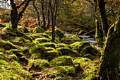 The East Dart River flowing through woodland at Dartmeet in Dartmoor National Park, Devon, England, UK, Europe