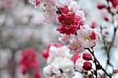 Asia,Japan,Tokyo,Shinjuku Gyoen Garden,cherry tree