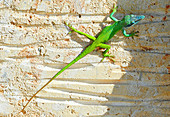 Lizard in Santa Clara,Villa Clara Province,Cuba