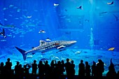 Whale Sharks and Manta Rays swim in The Okinawa Churaumi Aquarium located within the Ocean Expo Commemorative National Government Park in Okinawa, Japan. The first aquarium in the world to have multiple whale sharks and manta rays in successful captive br