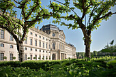 Bäume im Hofgarten mit Blick auf Residenz, Barock Stil, Würzburg, Franken, Bayern, Deutschland, UNESCO