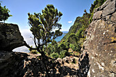 Hiking trail at Faja de Lopo Vaz, Lajes das Flores, South coast, Island of Flores, Azores, Portugal
