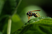 Paper Wasp on Tomato Plant