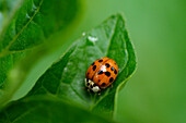 Multicolored Asian Lady Beetle on Leaf, Close-Up