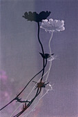 Purple Armeria Flower