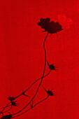 Red Armeria Flower