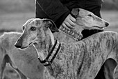 Two Spanish Greyhounds