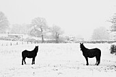 Two Horses in Snowy Field