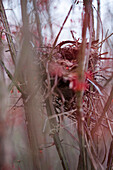 Bird's Nest Through Branches