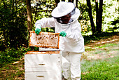 Beekeeper Unloading Honeycombs