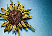Pressed Sunflower on Blue Background