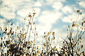 Plants With Golden Leaves Against  Blue Sky and Clouds, Low Angle View