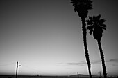 Palm Trees Along Beach, Silhouette, Los Angeles, California, USA