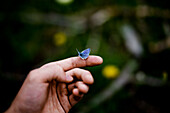 Blue Butterfly Sitting on Finger