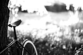 Bicycle Leaning Against Tree, Soft Focus