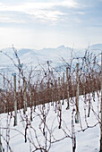 Vineyard in Winter, Italy