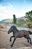 Horses Running in Corral