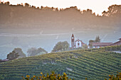 Vineyard with Church in Background at Dusk, Italy