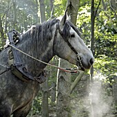 Percheron Horses Used For The Logging Of Forest Timber, Saint-Jean-Pierre-Fixte, Eure-Et-Loir (28), France