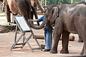 Thai Elephant Conservation Center Of Lampang, Young Elephant Paingin A Picture During A Performance Organised For Tourists At The Thai Elephant Conservation Center Of Lampang, Thailand, Asia