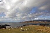 Icelandic Sheep, Landscape In Autumn Colours In The Area Around Djupadalur, Western Fjords, Iceland, Europe