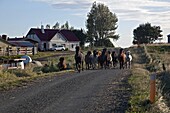 Icelandic Horses Galloping Along A Route, The Big Round-Up Of Herds Of Horses, An Icelandic Tradition That Consists Of Bringing Back The Horses Which Had Been In Mountain Pasture In Summer, Northern Iceland, Europe