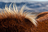 Detail Of An Icelandic Horse'S Mane, Southwestern Iceland, Europe