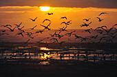 Seagulls Taking Off From A Low Tide At Sunset, The Beach Of Cayeux-Sur-Mer, Somme (80), France