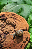 Snail On A Mushroom, Frenchencourt, Somme (80), France