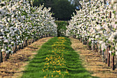 Flowering Apple Trees, Orchard In Spring, Vron, Somme (80), France