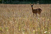 Deer In A Field Of Cut Wheat, Eure-Et-Loir (28), France