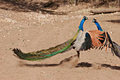 Peacocks Fighting, Sariska National Park, Rajasthan, India
