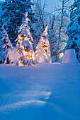 Two Christmas Trees In Snow Covered Spruce Forest At Twilight Winter Southcentral Alaska