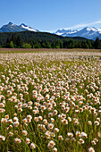Alaska Cotton Grass In The Mendenhall Wetlands, Juneau, Southeast Alaska, Summer