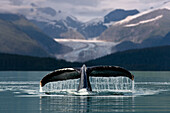 Composite Humpback Whale Shows Fluke With Herbert Glacier And Eagle Beach State Recreation Area In The Background Near Juneau In Southeast Alaska Composite