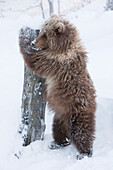 Captive: Female Brown Bear Cub From Kodiak Stands And Holds Onto A Log The Alaska Wildlife Conservation Center, Southcentral Alaska, Winter