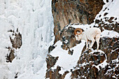 A Full-Curl Dall Ram Stands Next To A Large Ice Wall Along The Seward Highway, Southcentral Alaska, Winter