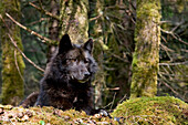 Wolf Rests In A Mossy Bed On The Forests Floor Of The Tongass National Forest In Southeast Alaska