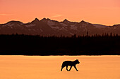 Silhouette Of A Wolf Walking At Sunset, Tongass National Forest, Southeast, Alaska