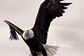 Bald Eagle In Flight Over Alaska's Tongass National Forest, Southeast Alaska, Winter, Composite