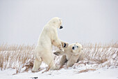 'Polar Bears Play Fighting Along The Shores Of Hudson's Bay;Churchill Manitoba Canada'