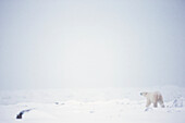 'Polar Bear Walking Through The Snow Along The Shore Of Hudson's Bay;Churchill Manitoba Canada'