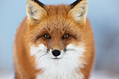 'Red Fox Staring At The Camera;Churchill Manitoba Canada'