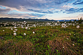 'Arctic Cotton Blowing In The Wind Up At The Arctic Circle Along The Dempster Highway;Yukon Canada'